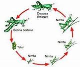 Hewan Yang Mengalami Metamorfosis Yang Sama Dengan Jangkrik